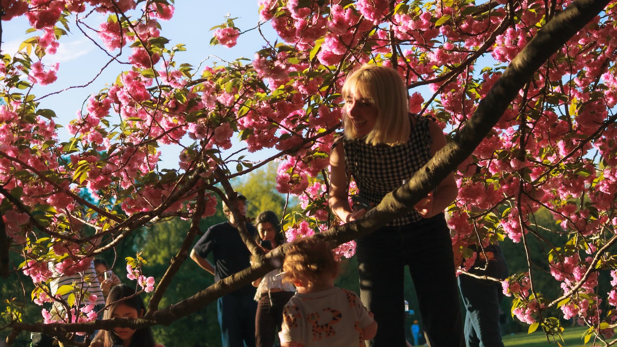 Cherry Blossom Climb