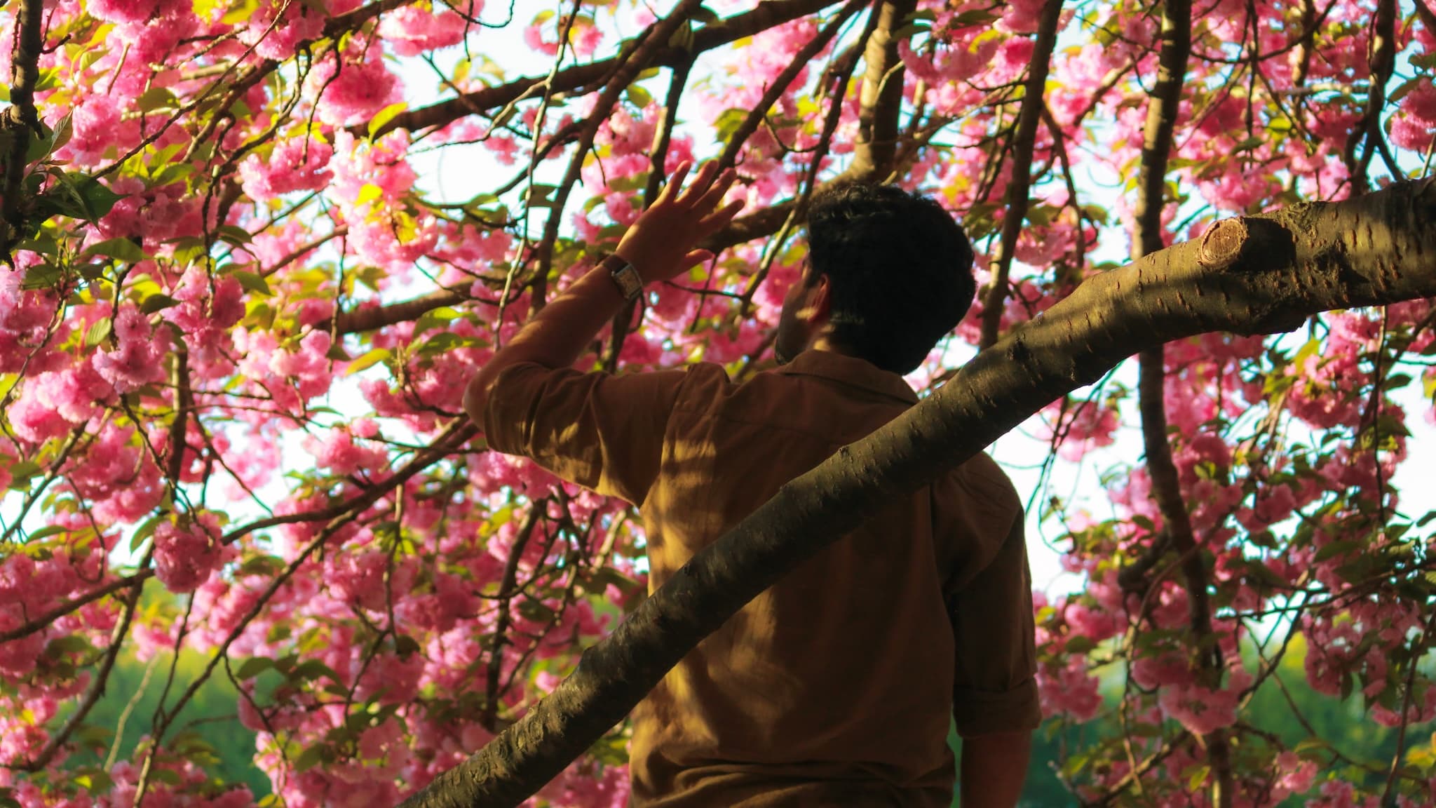 Into the Bloom